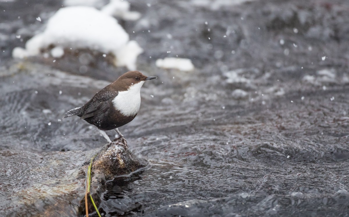 White-throated Dipper - Ian Davies