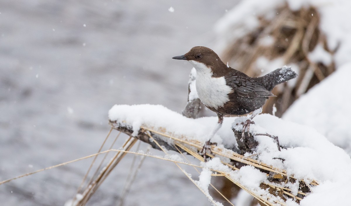 White-throated Dipper - ML145682251