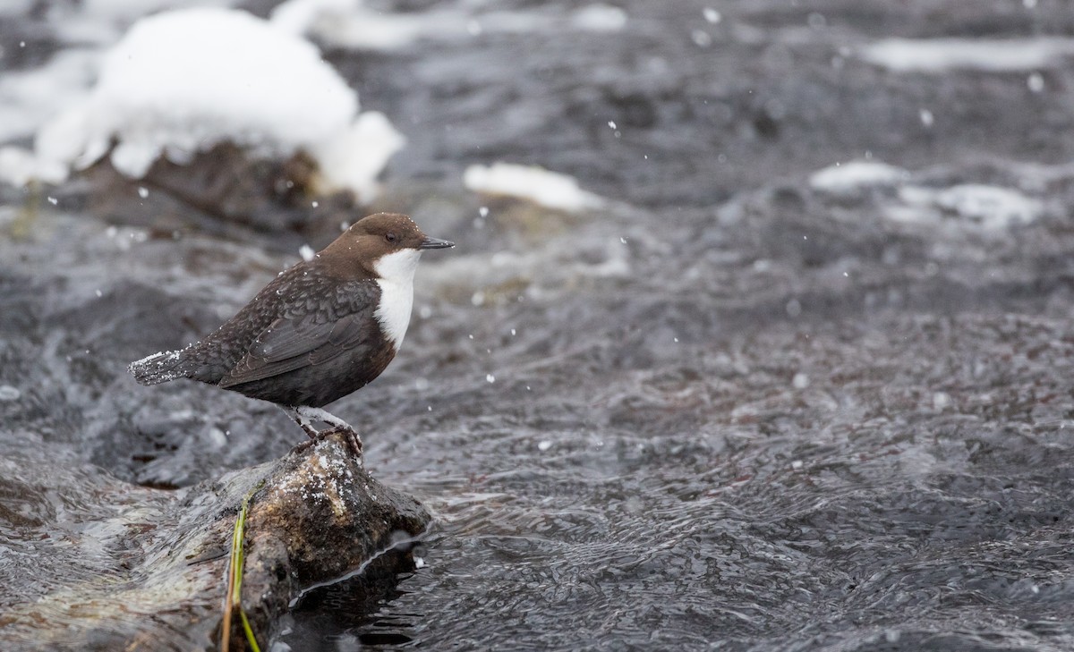 White-throated Dipper - ML145682261