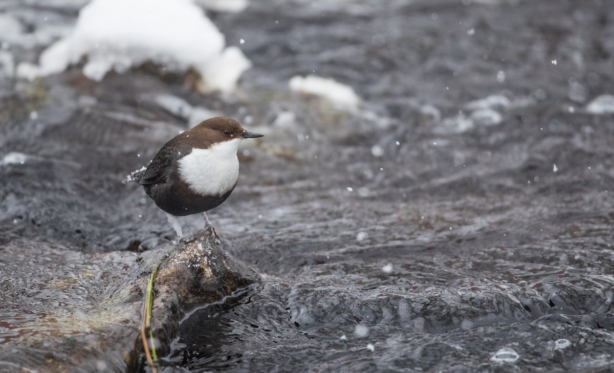 White-throated Dipper - ML145682281