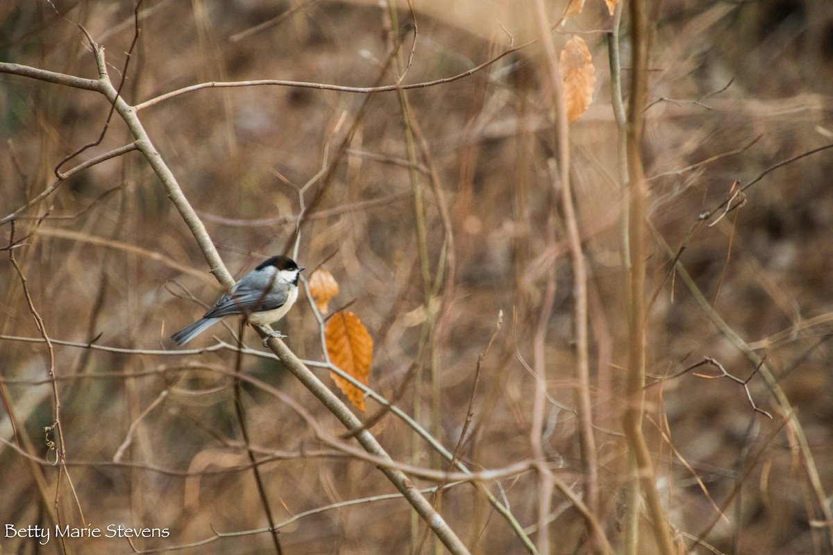 Carolina Chickadee - Betty Stevens