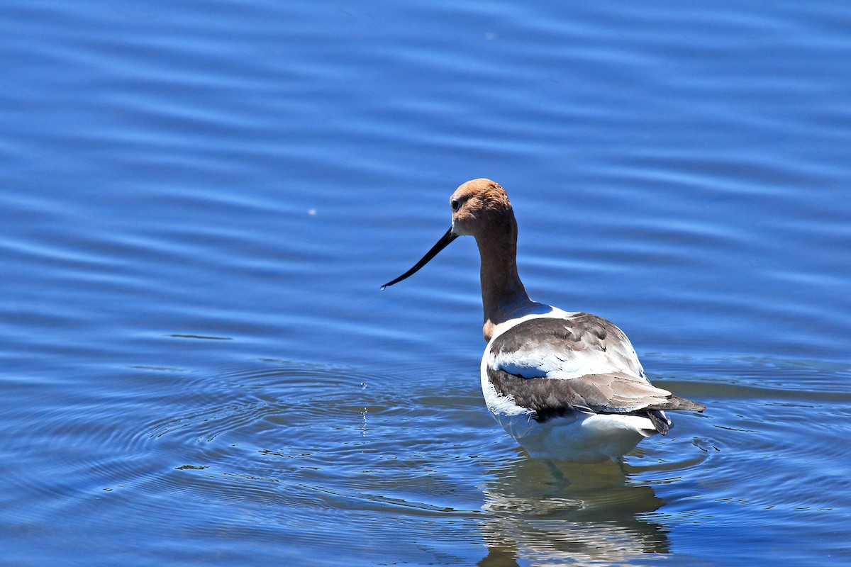 American Avocet - ML145683211