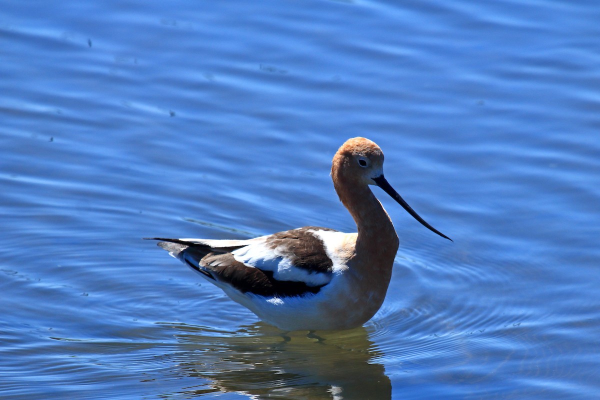 American Avocet - ML145683251