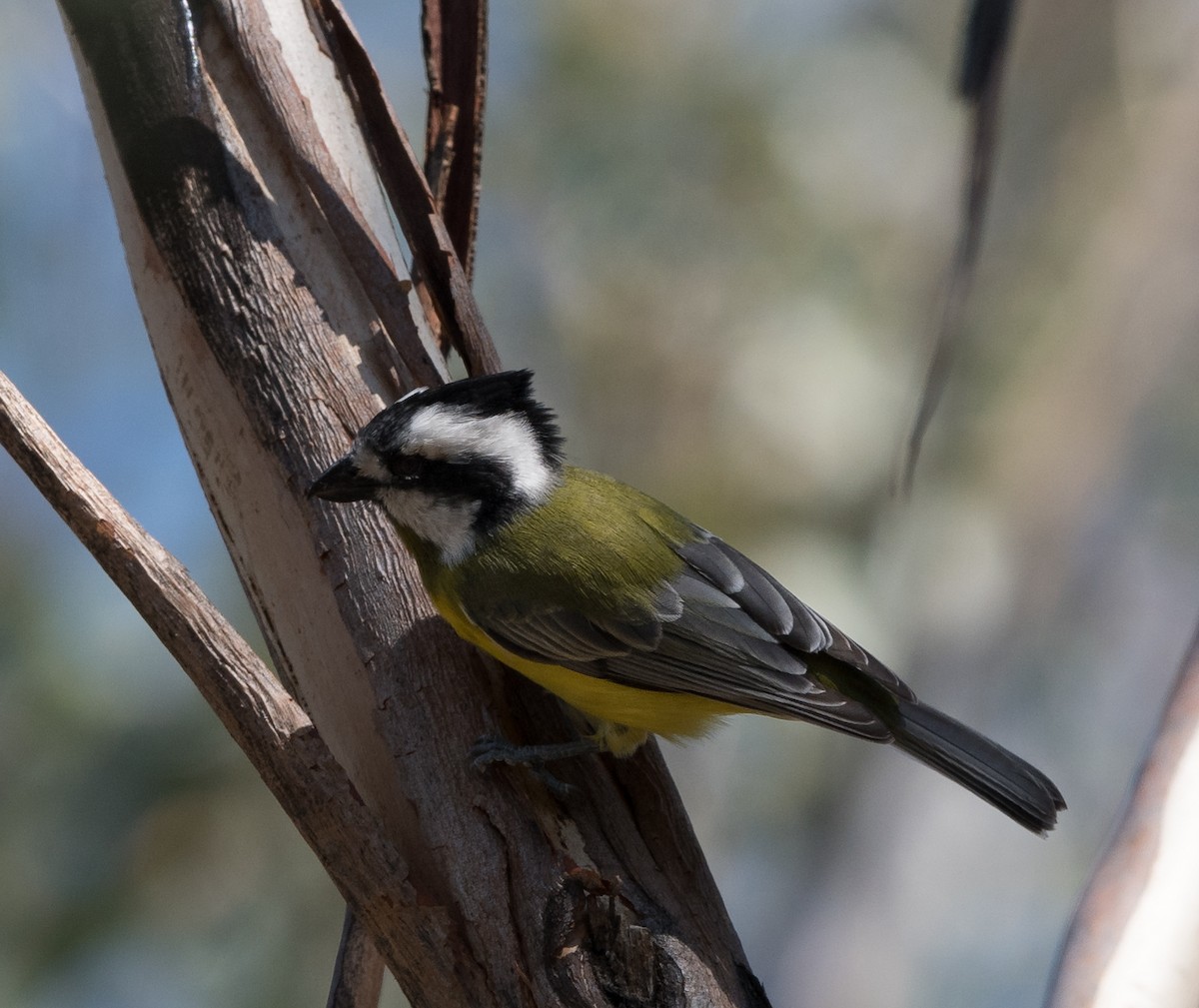 Eastern Shrike-tit - Greg & Jeanette Licence