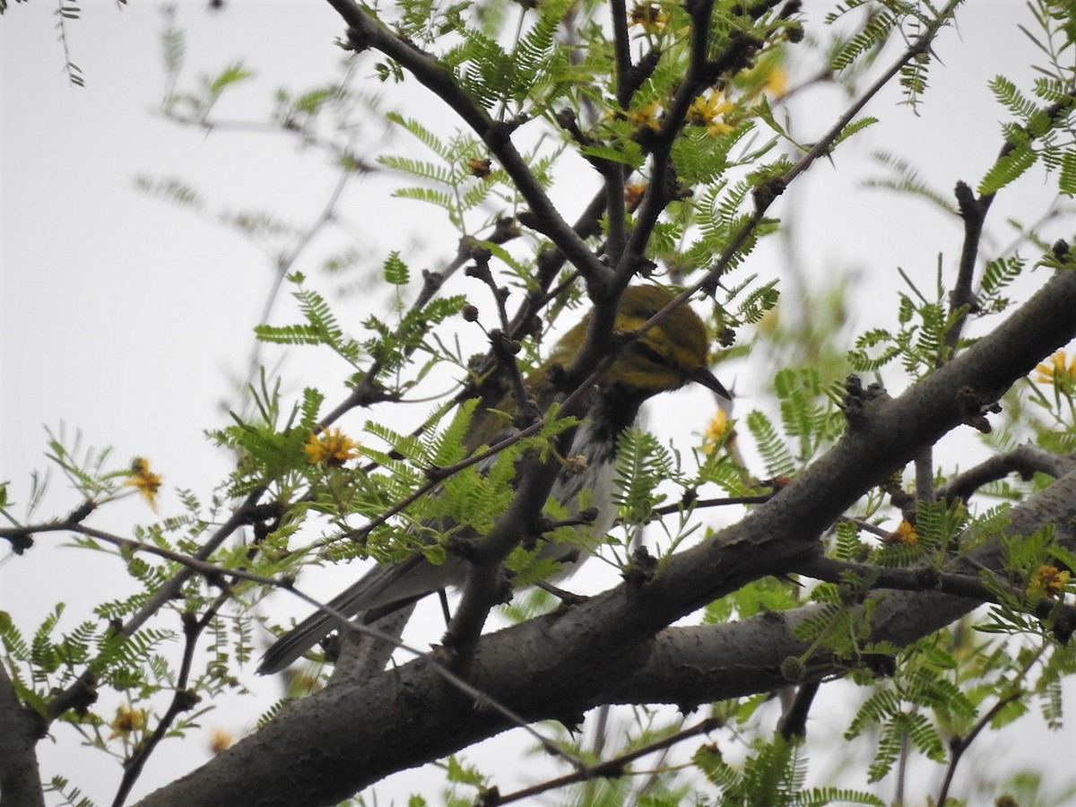 Black-throated Green Warbler - ML145684891