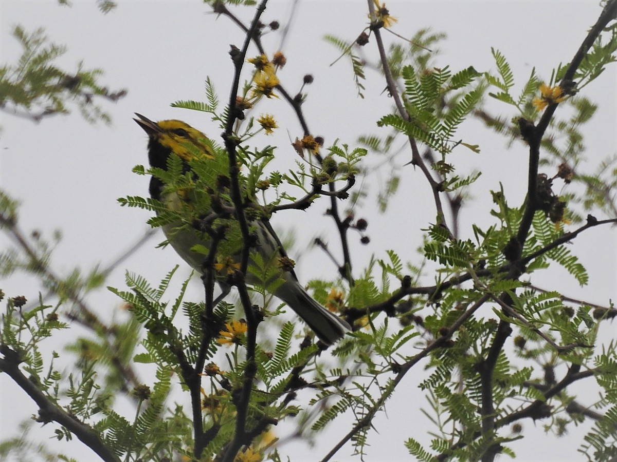 Black-throated Green Warbler - ML145685591