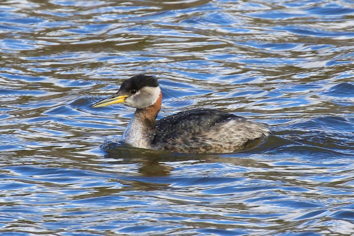 Red-necked Grebe - Eric Gustafson