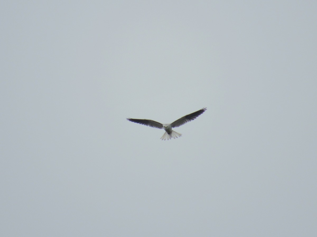 White-tailed Kite - Kevin Nûñez Vega