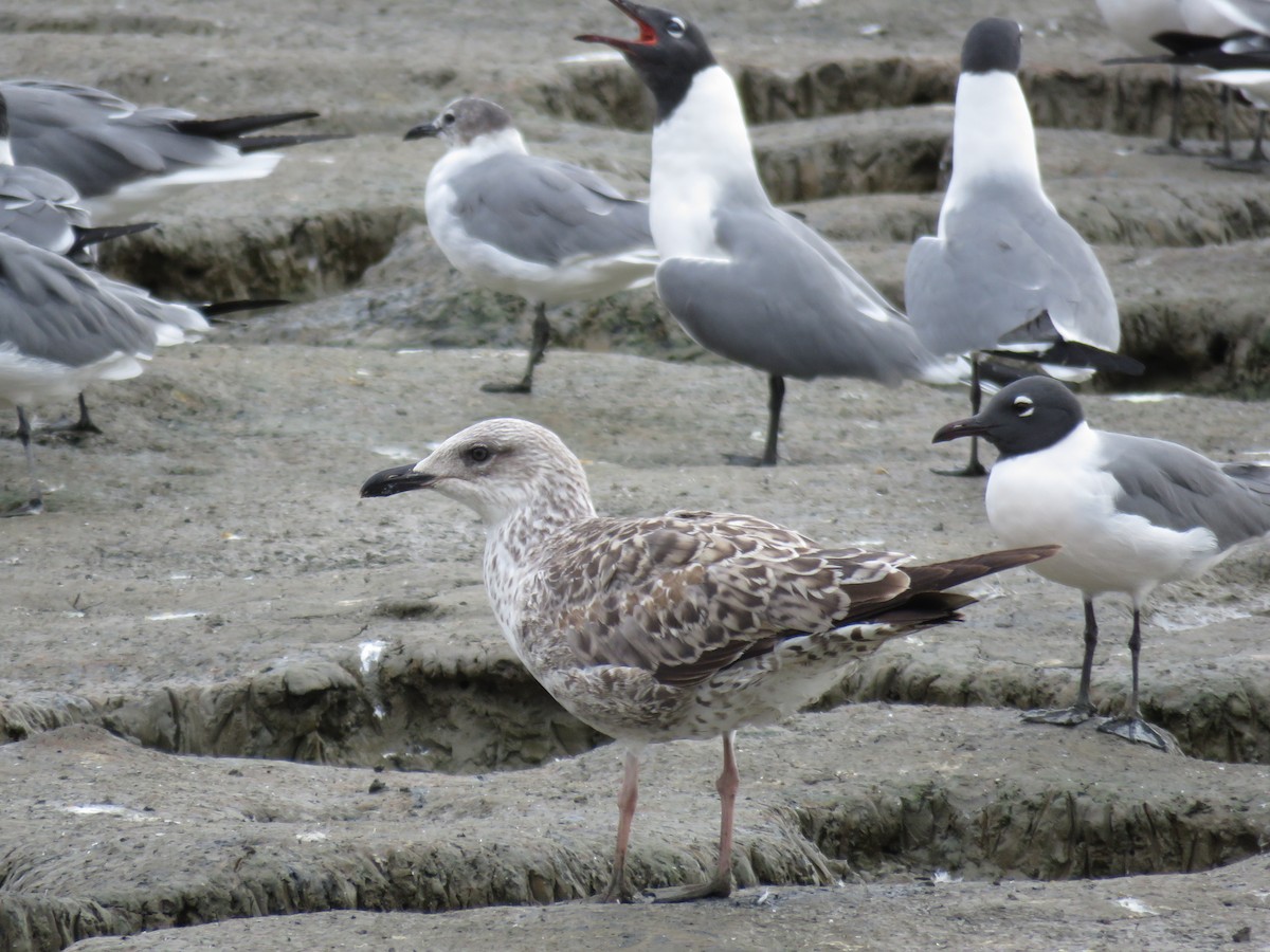 Lesser Black-backed Gull - ML145689701