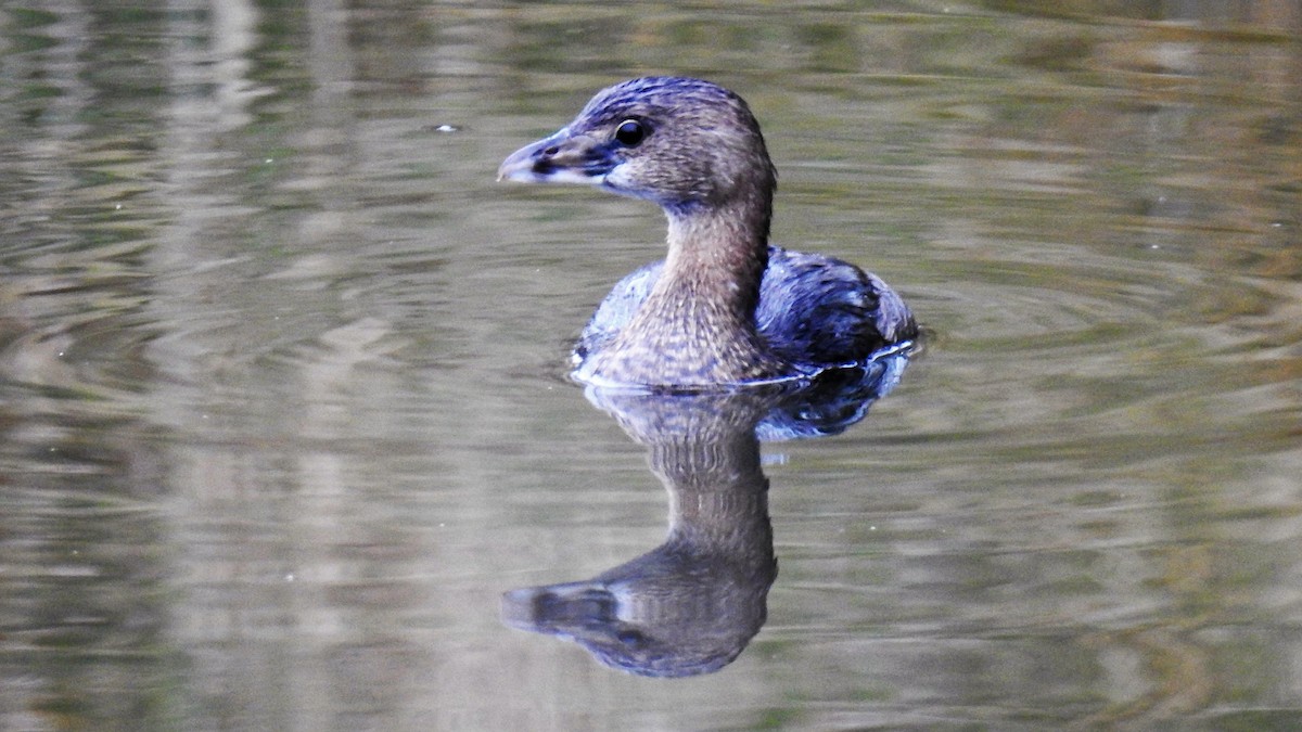 Pied-billed Grebe - ML145691151
