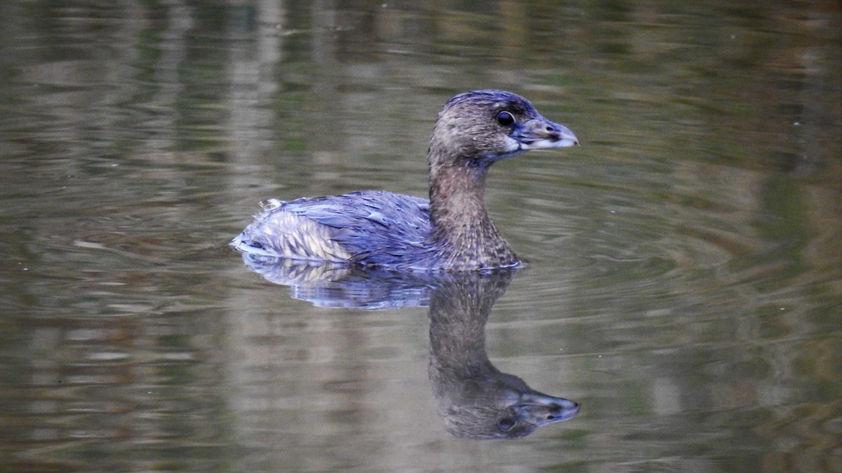 Pied-billed Grebe - ML145691161