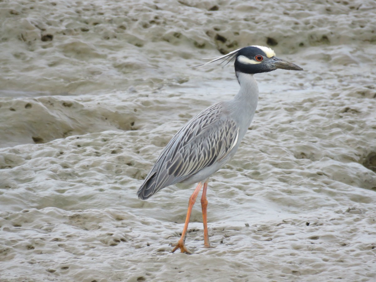 Yellow-crowned Night Heron - ML145693101