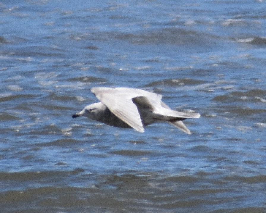 Iceland Gull - ML145694721