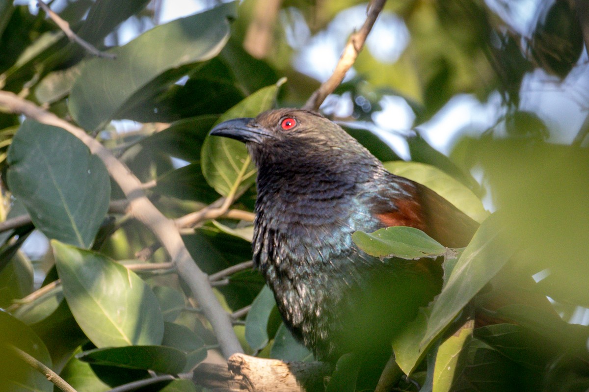 Greater Coucal - ML145695101
