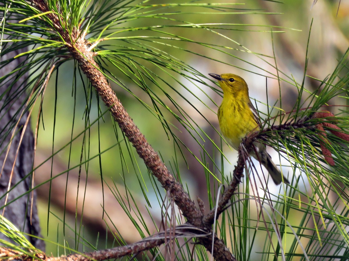 Pine Warbler - ML145696601