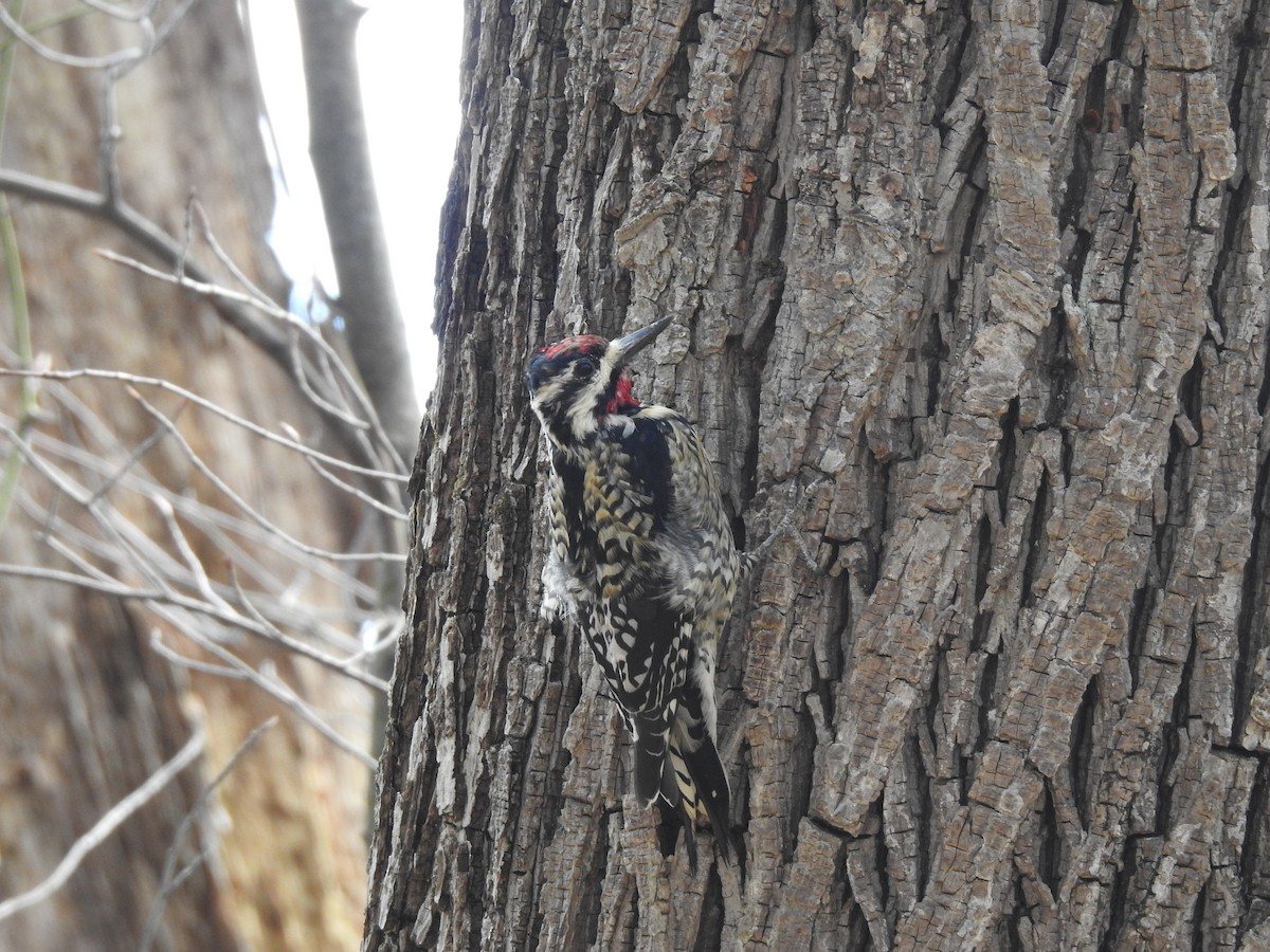 Yellow-bellied Sapsucker - ML145697131