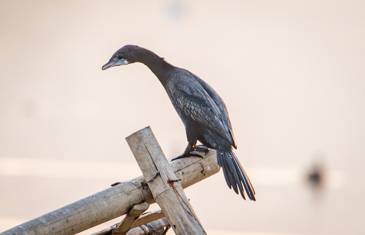 Little Cormorant - ML145697271