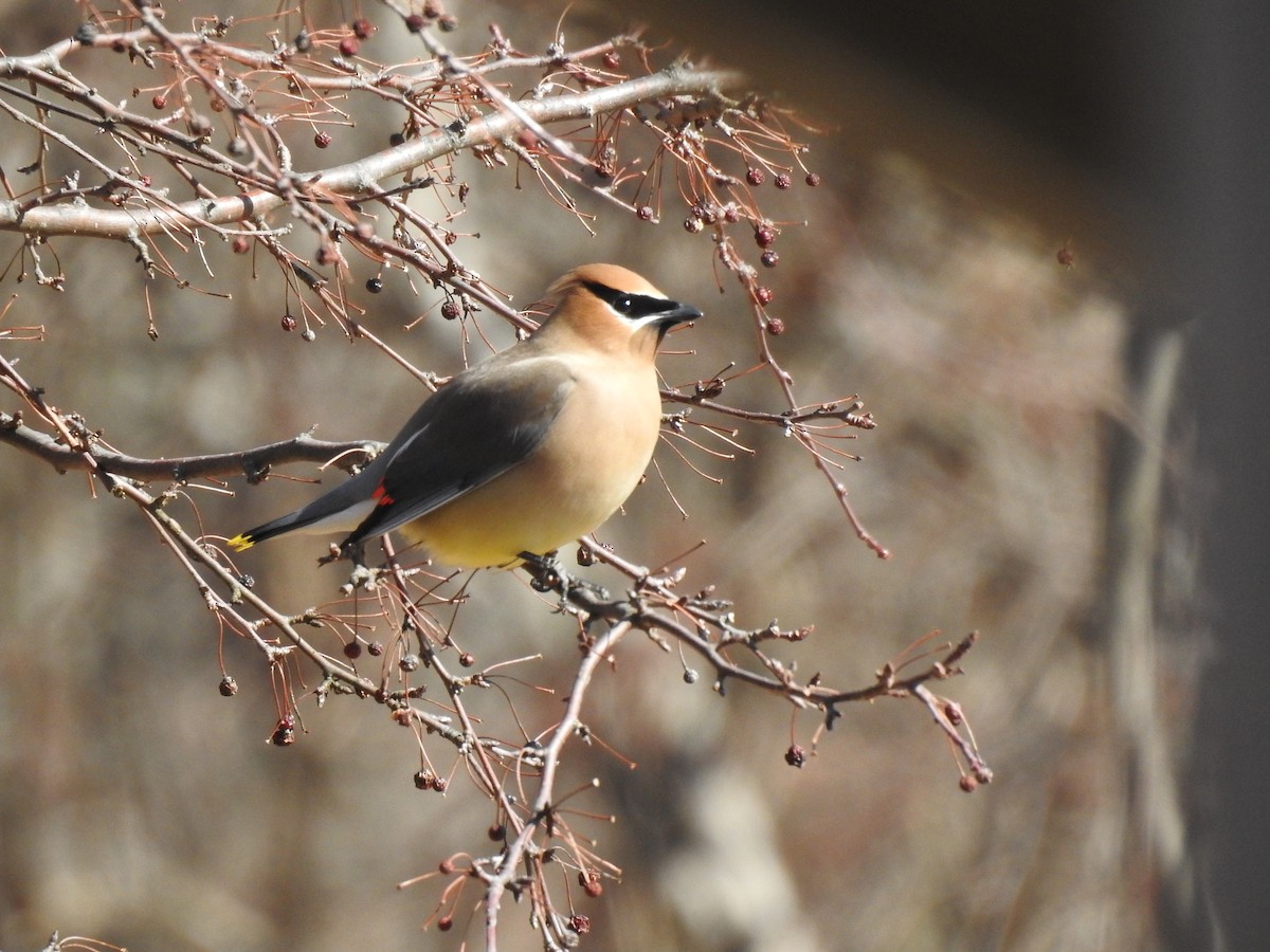 Cedar Waxwing - ML145697761