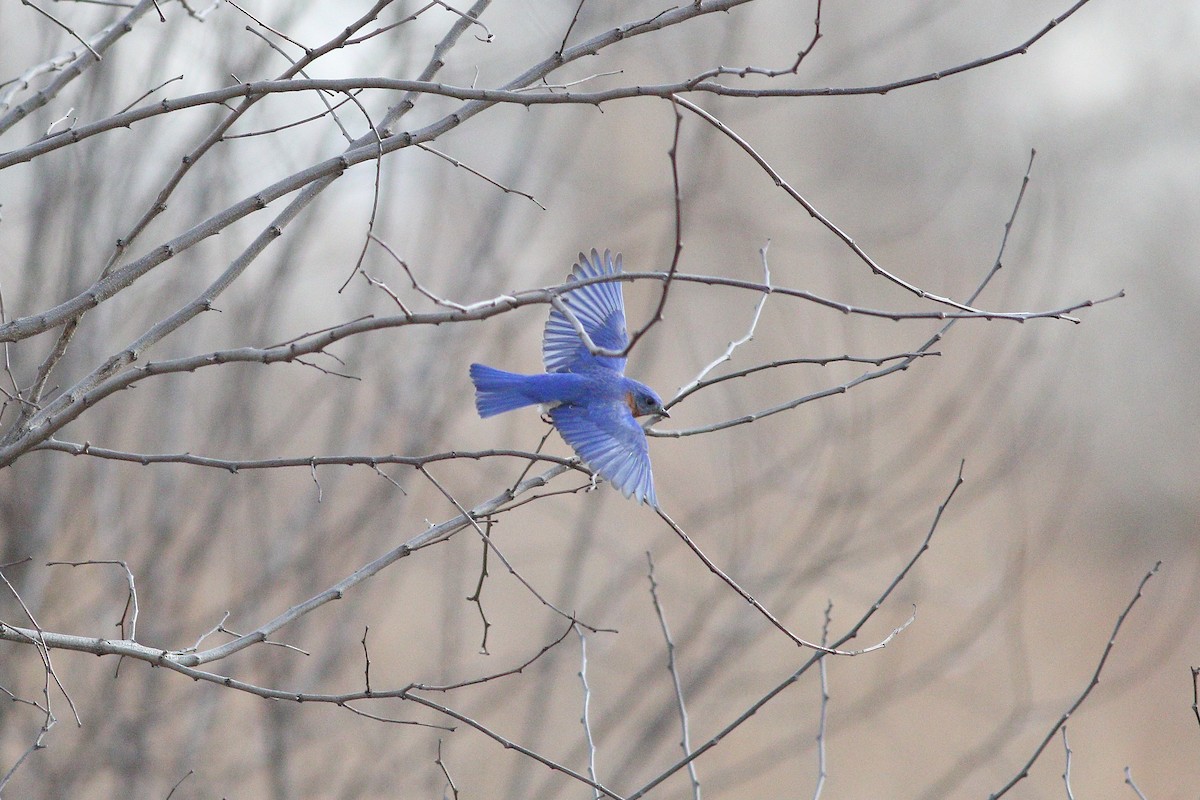 Eastern Bluebird - ML145699311