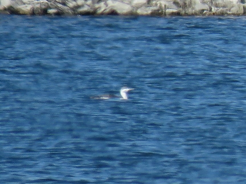 Red-throated Loon - Myron Gerhard