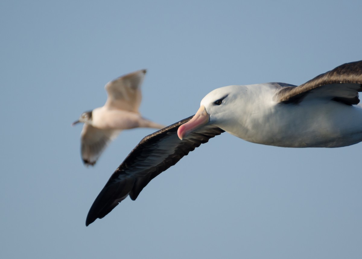 Albatros à sourcils noirs - ML145700741