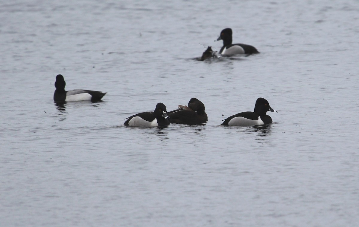 Ring-necked Duck - ML145701181