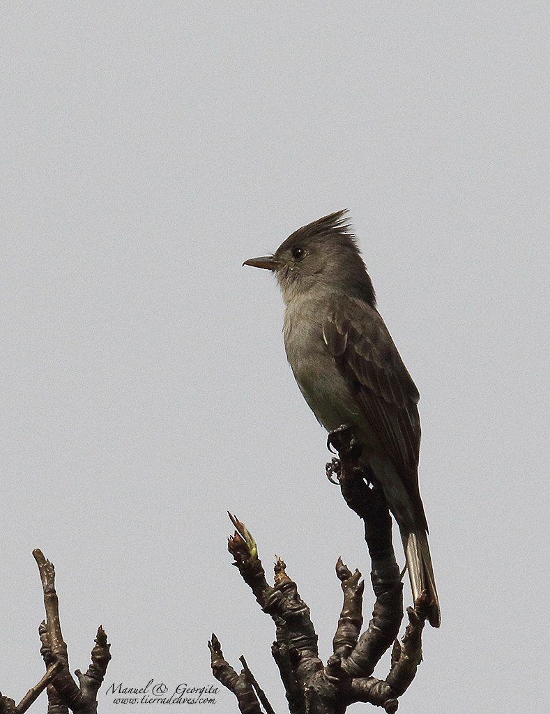 Greater Pewee (Mexican) - ML145702681