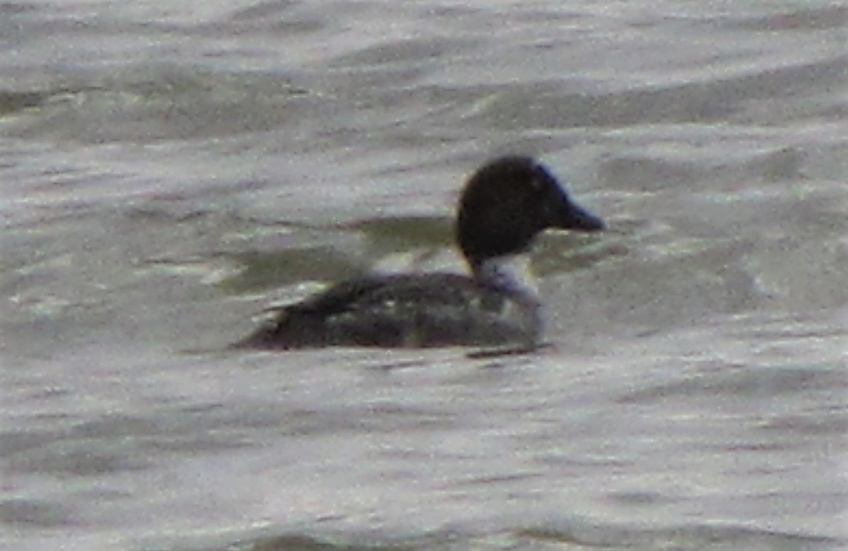 Common Goldeneye - Chris Lamb