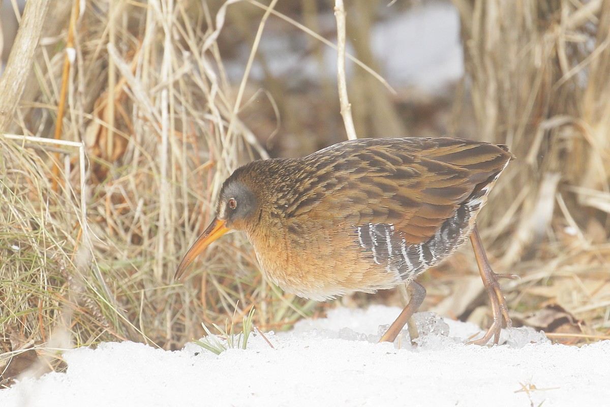 Virginia Rail - ML145705671