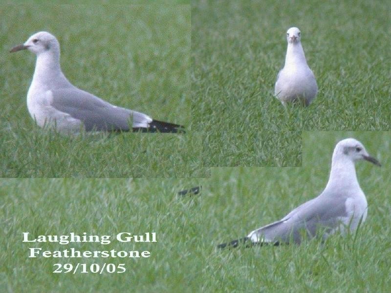 Mouette atricille - ML145705981