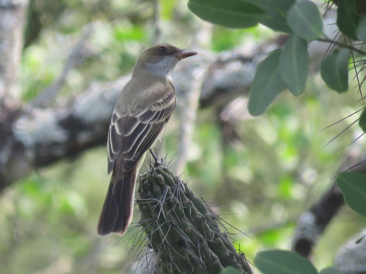 Swainson's Flycatcher - ML145706211