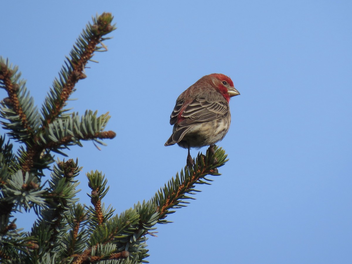 House Finch - Keith Gregoire