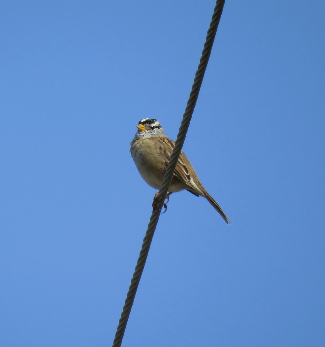 White-crowned Sparrow - ML145707211