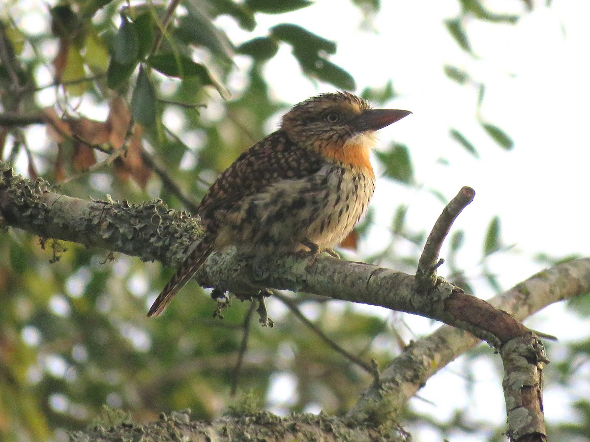 Spot-backed Puffbird - Gonzalo Diaz