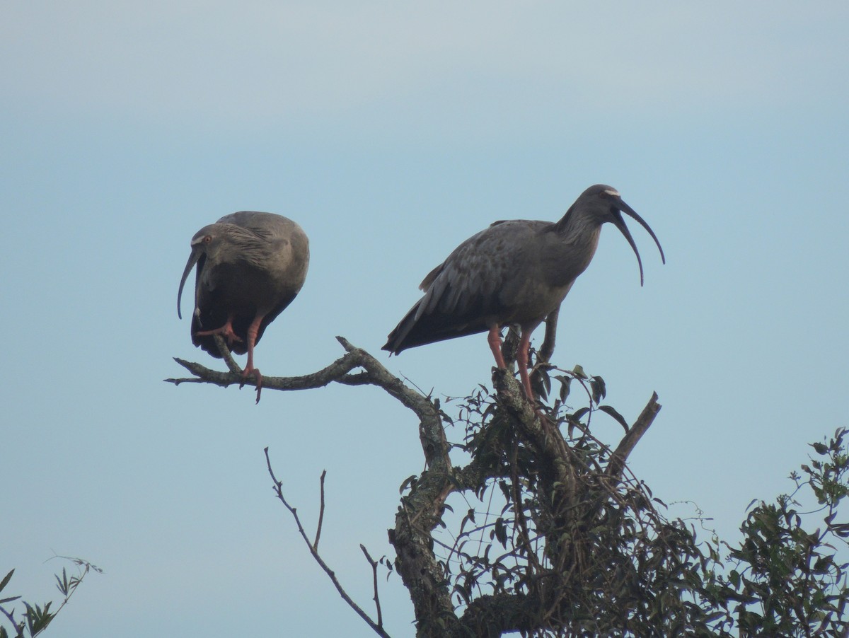 ibis běločelý - ML145708101