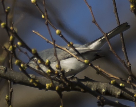 Blue-gray Gnatcatcher - ML145710731