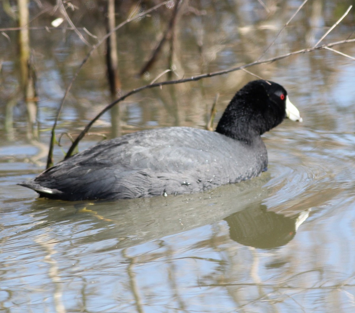 American Coot - Gary Graves