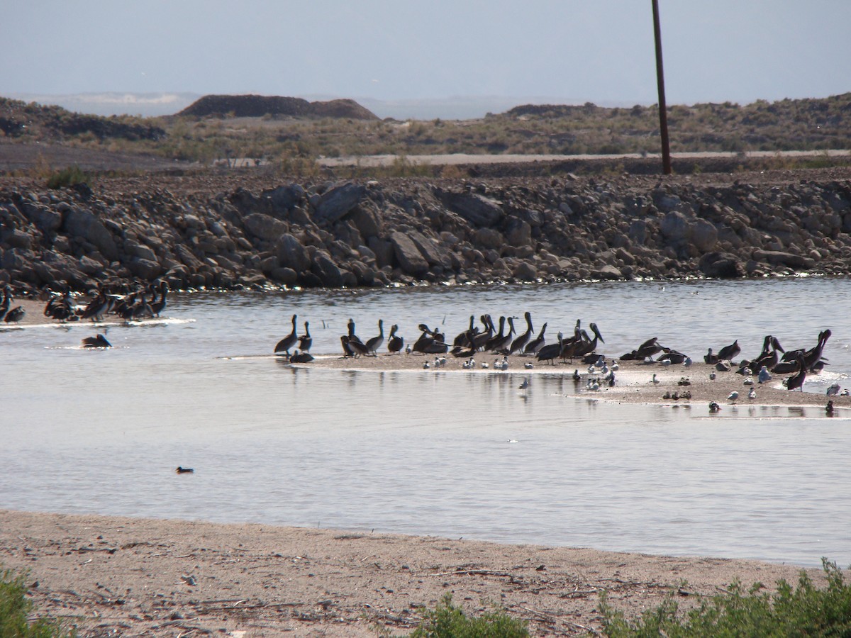 Brown Pelican - ML145712081