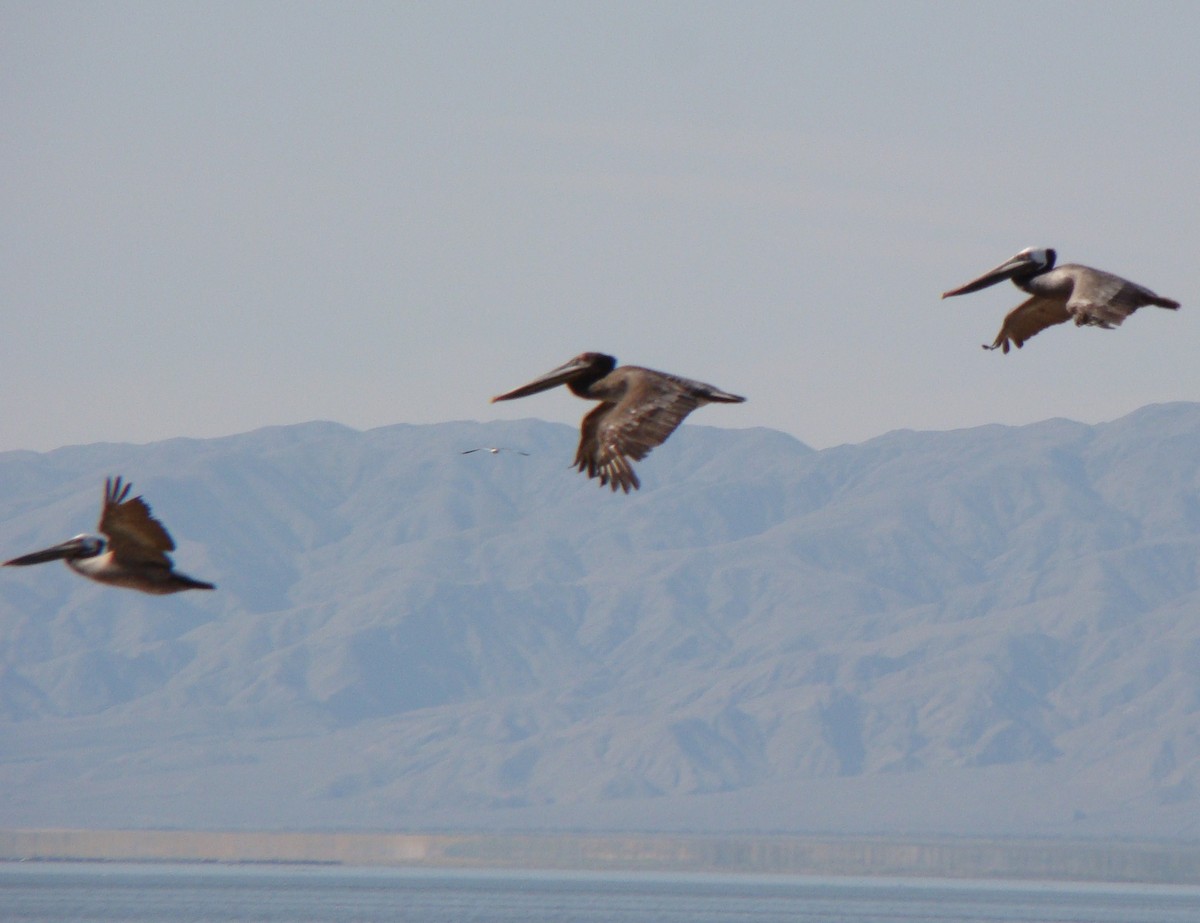 Brown Pelican - ML145712141