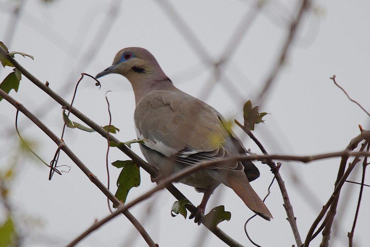 White-winged Dove - George Ross