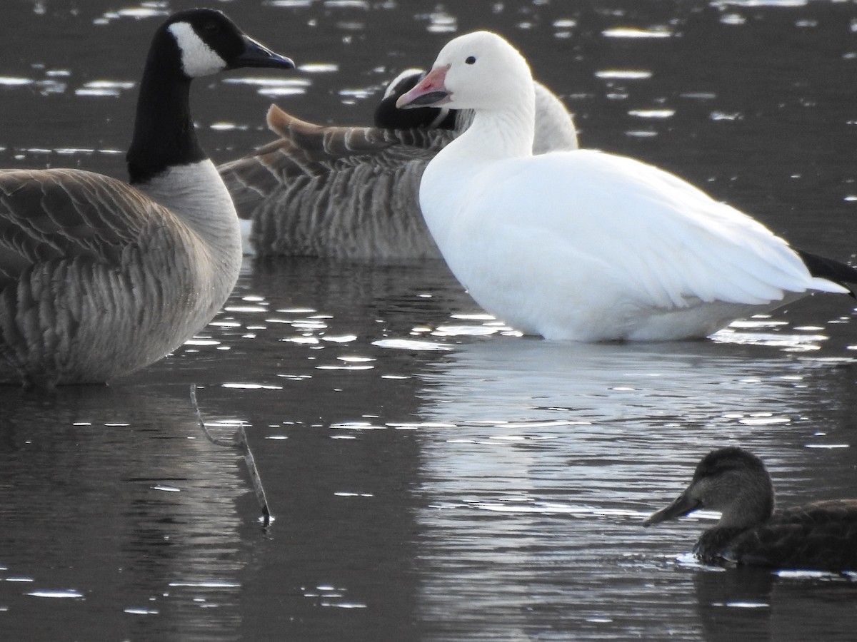 Snow Goose - Flora Zhou