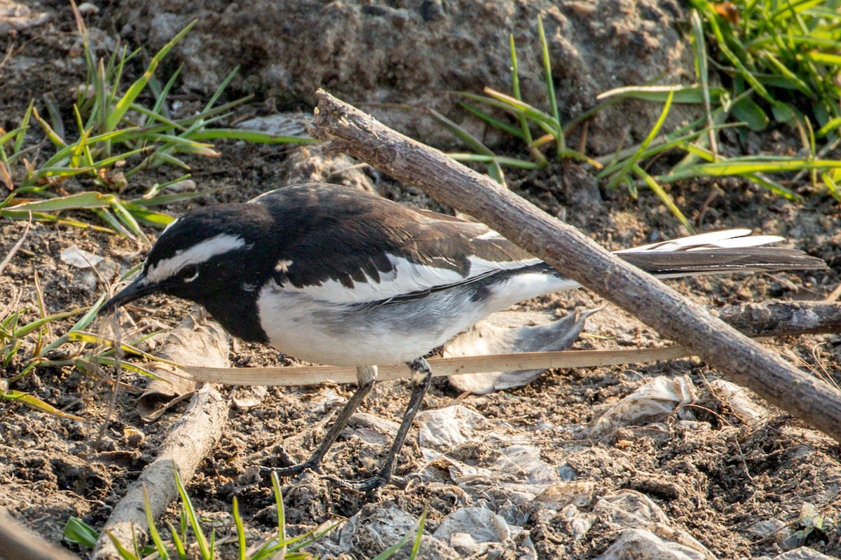 White-browed Wagtail - Michael Warner