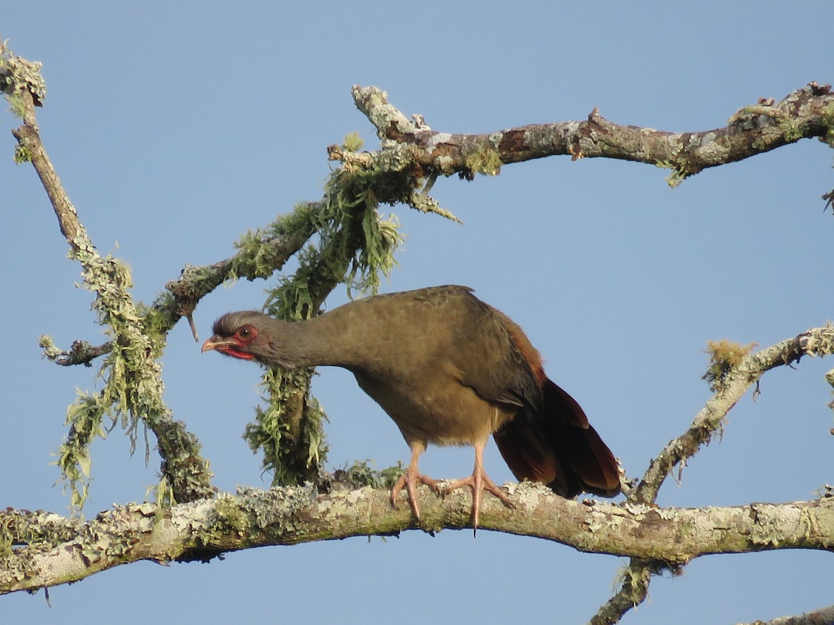 Chaco Chachalaca - Gonzalo Diaz / Birdwatching Argentina.Ar