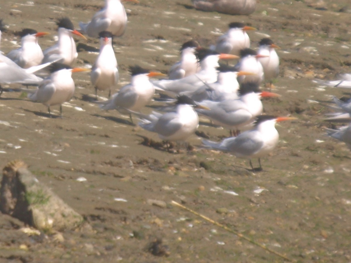 Sandwich x Elegant Tern (hybrid) - ML145717841