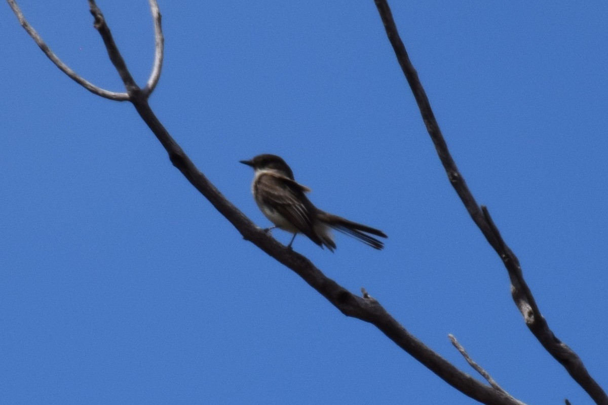 Eastern Phoebe - ML145722891