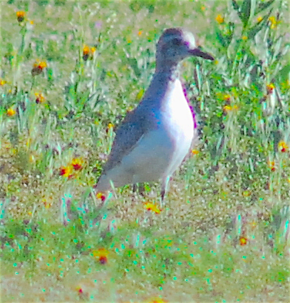 Black-bellied Plover - Anonymous