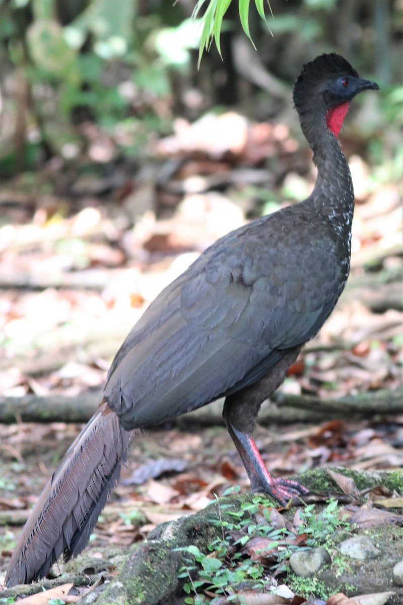 Crested Guan - Brendan  Fogarty