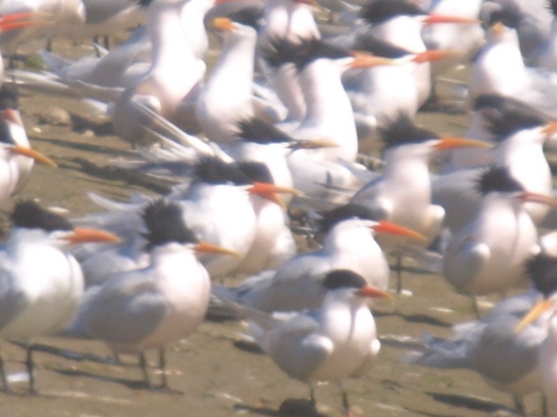 Sandwich x Elegant Tern (hybrid) - ML145725711