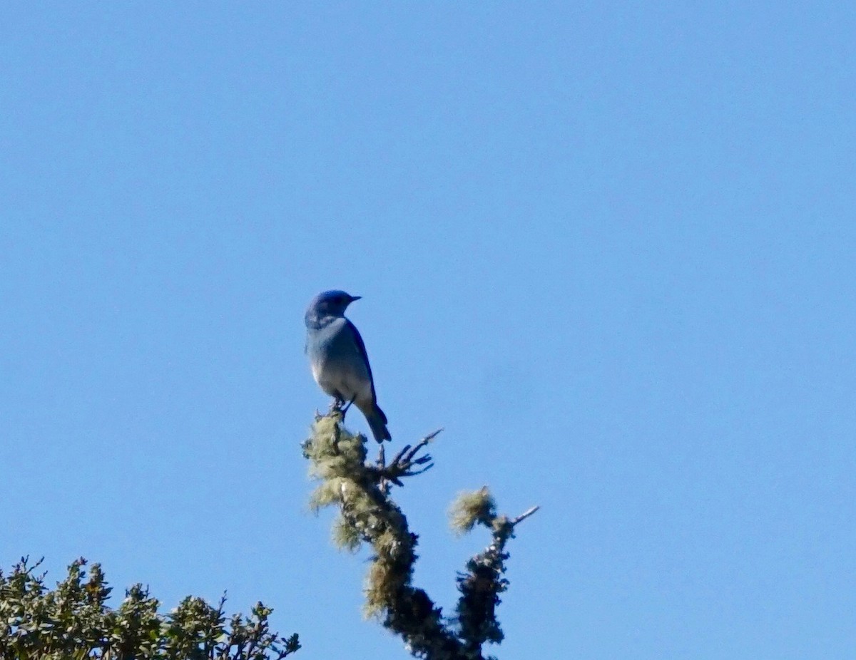 Mountain Bluebird - David Tomb