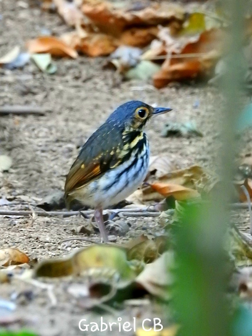 Streak-chested Antpitta - ML145727471